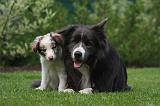BORDER COLLIE 1534